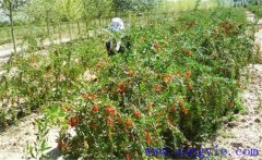 種枸杞賺錢(qián)嗎？一畝地能賺多少 怎樣種植枸杞
