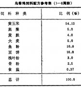 怎樣飼養(yǎng)商品烏骨雞？