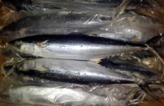 馬鮫魚(yú)產(chǎn)地在哪里、有哪些種類(lèi) 能人工養(yǎng)殖嗎？