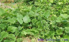 葛根的生長習(xí)性有哪些？葛根栽培技術(shù)要點(diǎn)