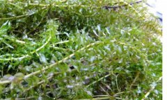輪葉黑藻種植技術(shù)、種植時(shí)間和注意事項(xiàng)