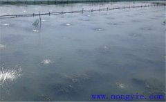 怎樣為魚塘增加氧氣，給魚塘增氧有幾種方法？