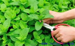 薄荷的育苗育苗方式、移栽要點與田間管理方法