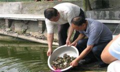 魚鱉混養(yǎng)技術(shù)要點，魚鱉混養(yǎng)怎么養(yǎng)好