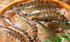 如何養(yǎng)殖沼蝦，沼蝦養(yǎng)殖技術(shù)須知