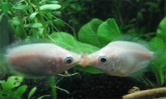 接吻魚好養(yǎng)嗎?接吻魚為什么接吻、怎樣分辨公母