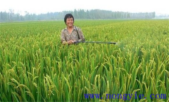 加強病蟲害綜合防治，確保青稈黃熟