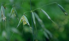 燕麥種植時(shí)間，燕麥?zhǔn)裁磿r(shí)間種植