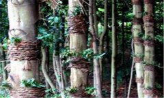 仿野生鐵皮石斛如何種植，鐵皮石斛的種植技術(shù)