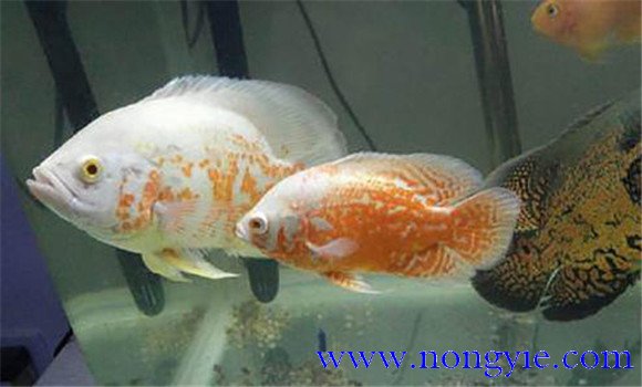 如何讓繁殖地圖魚(yú)，地圖魚(yú)的繁殖方法