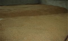 小麥種子貯藏要注意什么？
