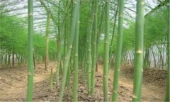 蘆筍的種植方法 蘆筍施肥、培土的管理方法