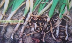 大蒜細(xì)菌性軟腐病的癥狀有哪些 怎樣防治？
