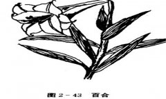 百合花怎么養(yǎng)，百合的產(chǎn)地、習(xí)性與養(yǎng)殖