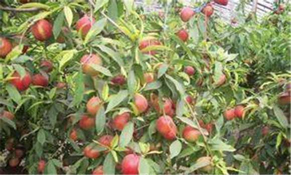 大棚種植桃樹(shù)怎么管理？