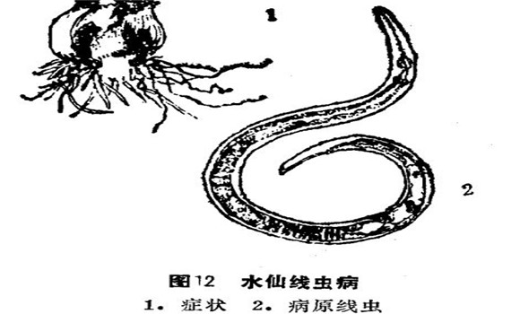如何防治水仙線蟲(chóng)?。?   ></p>
            <div   id="xpnzmj7"   class="clr"></div>    
            <div   id="hqyqizm"   class="pagelistbox" >
            <ul>
            
            </ul>
            </div>
        </div>
    
        <div   id="rkx15sv"   class="readall_box" >
            <div   id="mehd2qi"   class="read_more_mask"></div>
            <a class="read_more_btn" target="_self">點(diǎn)擊閱讀全文</a>
        </div>   
    
        <div   id="uwzro6f"   class="listbox">
            <h3>與《如何防治水仙線蟲(chóng)??？》相關(guān)的文章：</h3>           
            <ul class="e2">
            <li><a href="/zhuahuigh/2017/48082.html" class="preview"><img src="/images/defaultpic.gif" alt="開(kāi)過(guò)花的水仙球有保留價(jià)值嗎？" /></a>
            <a href="/zhuahuigh/2017/48082.html" class="title" >開(kāi)過(guò)花的水仙球有保留價(jià)值嗎？</a>
            <p class="intro">中國(guó)水仙，以水養(yǎng)為主。這是因?yàn)轺[莖內(nèi)貯存了足夠的養(yǎng)分，而且花芽已經(jīng)形成，只要保證一...</p></li>
<li><a href="/zhuahuigh/2017/47362.html" class="preview"><img src="/images/defaultpic.gif" alt="水養(yǎng)水仙花有什么樣的要點(diǎn)" /></a>
            <a href="/zhuahuigh/2017/47362.html" class="title" >水養(yǎng)水仙花有什么樣的要點(diǎn)</a>
            <p class="intro">水養(yǎng)水仙的要點(diǎn)如下： (1)浸泡洗凈：經(jīng)雕刻的球體應(yīng)立即置于盆、池中浸泡約36小時(shí)，其間要...</p></li>
<li><a href="/zhuahuigh/2017/47179.html" class="preview"><img src="/images/defaultpic.gif" alt="養(yǎng)殖水仙花的簡(jiǎn)易方法" /></a>
            <a href="/zhuahuigh/2017/47179.html" class="title" >養(yǎng)殖水仙花的簡(jiǎn)易方法</a>
            <p class="intro">水仙的簡(jiǎn)易蒔養(yǎng)有兩種方法。 (1)浸養(yǎng)企頭水仙：先把水仙花頭的枯根去凈，然后用刀在花頭的...</p></li>
<li><a href="/zhuahuigh/2017/45753.html" class="preview"><img src="/images/defaultpic.gif" alt="漳州水仙的繁殖方法" /></a>
            <a href="/zhuahuigh/2017/45753.html" class="title" >漳州水仙的繁殖方法</a>
            <p class="intro">選排灌方便、陽(yáng)光充足之處，8～9月間深翻土地，放大水泡地15天左右，將水排出后晾曬，深耕...</p></li>
<li><a href="/zhuahuigh/2017/45752.html" class="preview"><img src="/images/defaultpic.gif" alt="水仙的栽培管理方法" /></a>
            <a href="/zhuahuigh/2017/45752.html" class="title" >水仙的栽培管理方法</a>
            <p class="intro">（一）地栽水仙管理：水仙喜排水良好、疏松肥沃、土層深厚的沖積砂壤土，ph值以5～7.5為宜...</p></li>

            </ul>
        </div>
    </div><!--left -->

    <div   id="a0xphjq"   class="right">
        <span>熱門文章</span>
        <hr />
        <ul>
        <li><a href="/zhuahuigh/2017/46673.html" >百合開(kāi)花后的處理方法</a></li>
<li><a href="/zhuahuigh/2017/46778.html" >碗蓮的種植方法帶圖，碗蓮的種植方法與技術(shù)</a></li>
<li><a href="/zhuahuigh/2017/46791.html" >牡丹花的種植方法，如何種植牡丹花</a></li>
<li><a href="/zhuahuigh/2017/46811.html" >怎樣養(yǎng)杜鵑花，杜鵑花怎么養(yǎng)</a></li>
<li><a href="/zhuahuigh/2017/46812.html" >茉莉花種植技術(shù)，如何種植茉莉花</a></li>
<li><a href="/zhuahuigh/2017/46819.html" >含笑花盆景的養(yǎng)護(hù)要點(diǎn)</a></li>
<li><a href="/zhuahuigh/2017/46863.html" >月季花的扦插，月季花的冬季扦插技術(shù)</a></li>
<li><a href="/zhuahuigh/2017/46865.html" >迎春花的繁殖方法及注意事項(xiàng)</a></li>
<li><a href="/zhuahuigh/2017/46953.html" >盆栽梔子花的養(yǎng)殖方法，梔子花的養(yǎng)殖方法要點(diǎn)</a></li>
<li><a href="/zhuahuigh/2017/46954.html" >迎春花的養(yǎng)殖方法，迎春花的養(yǎng)殖技術(shù)要點(diǎn)</a></li>
<li><a href="/zhuahuigh/2017/46985.html" >梅花扦插技術(shù)，梅花扦插繁殖方法</a></li>
<li><a href="/zhuahuigh/2017/46987.html" >迎春花的生長(zhǎng)習(xí)性</a></li>
 
        </ul>
    </div>

</div><!--all -->

<div   id="6nphf1m"   class="CopyRight">版權(quán)所有  請(qǐng)勿轉(zhuǎn)載</div>
<!--統(tǒng)計(jì)代碼、內(nèi)容頁(yè)特效代碼（固定模塊）-->
<script type="text/javascript" src="https://js.users.#/17458242.js"></script>
<script src="/templets/nybk/style/jquery.min.js" type="text/javascript"></script>
<script src="/templets/nybk/style/jquery.readmore.js" type="text/javascript"></script>

<footer>
<div class="friendship-link">
<p>感谢您访问我们的网站，您可能还对以下资源感兴趣：</p>
<a href="http://aweplanet.com/" title="亚洲一区二区三区偷拍女厕">亚洲一区二区三区偷拍女厕</a>

<div class="friend-links">


</div>
</div>

</footer>


<script>
(function(){
    var bp = document.createElement(