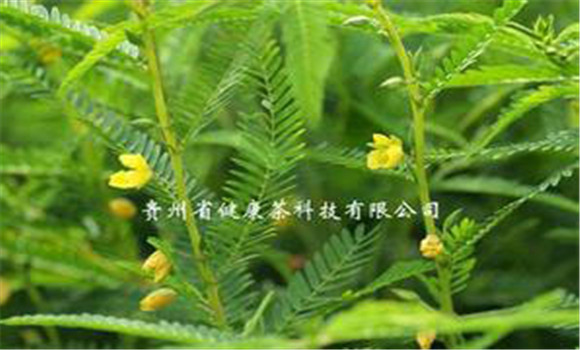 扁豆草栽培技術(shù)，它有何生長習(xí)性