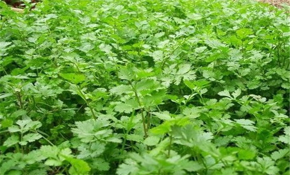 怎樣種芫荽，種芫荽的方法