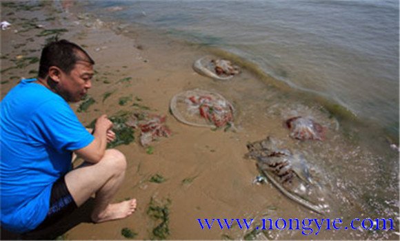 海蜇能蜇死人嗎？