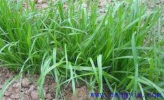 畜牧草有哪幾種？各有什么特點與生產(chǎn)優(yōu)勢？