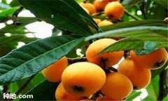 枇杷施肥時(shí)間、需肥特點(diǎn)及主要技術(shù)要求須知