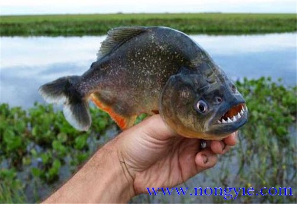 虎魚壽命有多長？