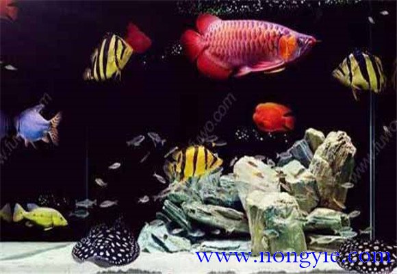 虎魚能和龍魚混養(yǎng)嗎？
