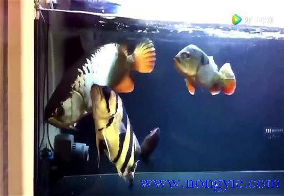 虎魚和龍魚怎么混養(yǎng)？