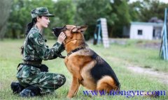 訓(xùn)犬應(yīng)遵循什么樣的基本原則，聽(tīng)從什么忠告