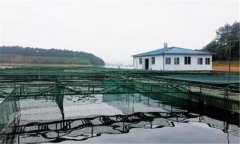 如何利用豆?jié){培育魚苗？