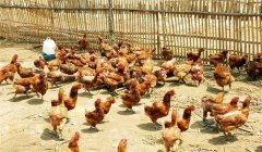 雞傳染性鼻炎的癥狀、病原及治療方法