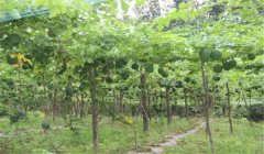 怎樣種漆樹，漆樹種植技術(shù)要點(diǎn)