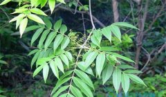 漆樹(shù)過(guò)敏怎么治療，割漆應(yīng)注意些什么