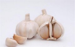 蒜黃的種植要點：播種前如何選擇和處理蒜種？