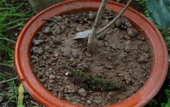 盆栽山茶花養(yǎng)殖關(guān)鍵技術(shù)：如何用土、換盆、澆