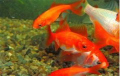 金魚的種類可分為草金魚、龍睛魚、文魚和蛋魚