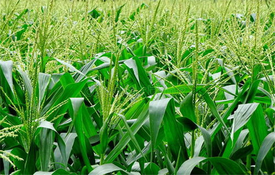 青飼青貯專(zhuān)用玉米的特點(diǎn)