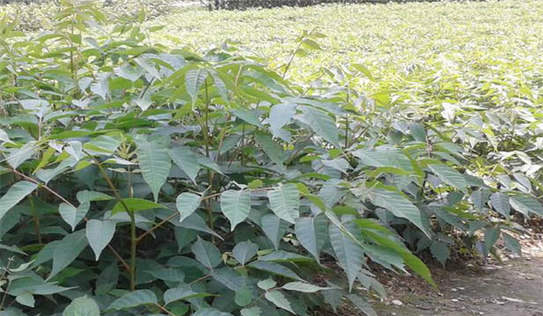 漆樹(shù)苗培育