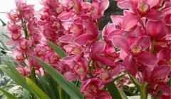 大花蕙蘭什么時(shí)候開花，如何養(yǎng)護(hù)與管理