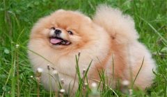 絲毛犬有哪些品種，如何購(gòu)買(mǎi)與飼養(yǎng)絲毛犬