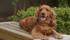 可卡犬多少錢一只？如何選購與飼養(yǎng)可卡犬