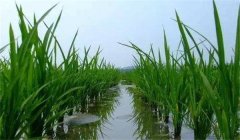 晚稻施穗肥效果好不好，應怎樣施肥？