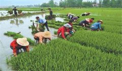 中稻什么時候下種、幾月收割？