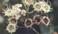 山楂花腐病怎么防治，患病山楂有何癥狀
