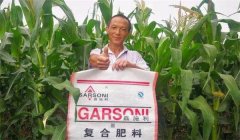 玉米基肥比例多少好，玉米基肥施多少合適？