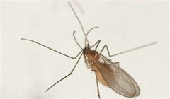 棗癭蚊防治方法，棗癭蚊用什么藥防治