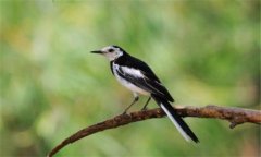 養(yǎng)鳥一般養(yǎng)什么鳥，家庭適合養(yǎng)哪些鳥