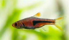 三角燈魚(yú)好養(yǎng)嗎？養(yǎng)殖三角燈魚(yú)溫度多少合適