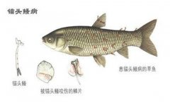 病錨頭鳋病怎么治療，用什么藥治療
