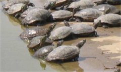 甲魚(yú)繁殖季節(jié)、技術(shù)要點(diǎn)與主要步驟